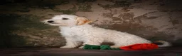 Maltipoo dogs for sale: Theodore - Ad 2
