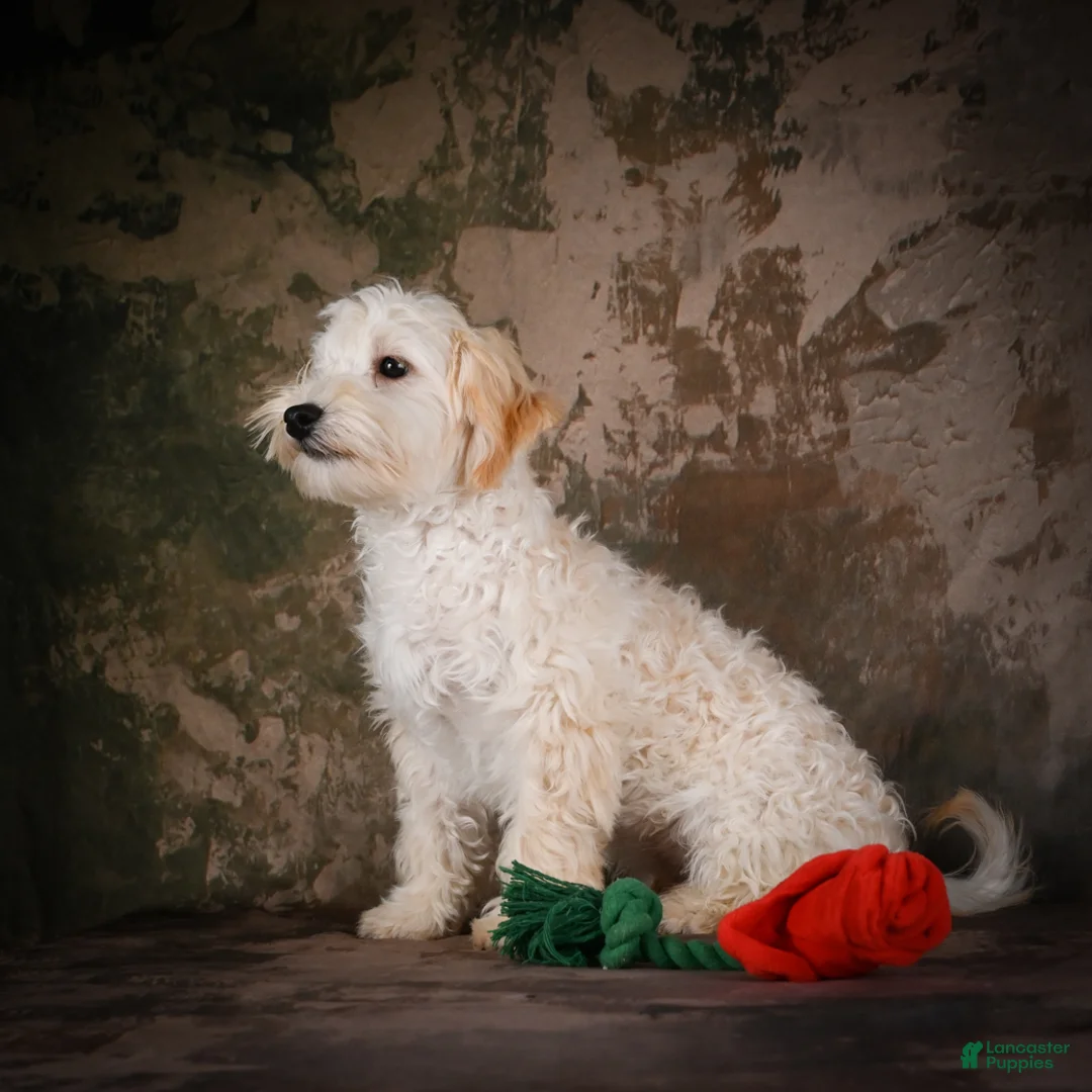 Maltipoo dogs for sale: Theodore - Ad 2
