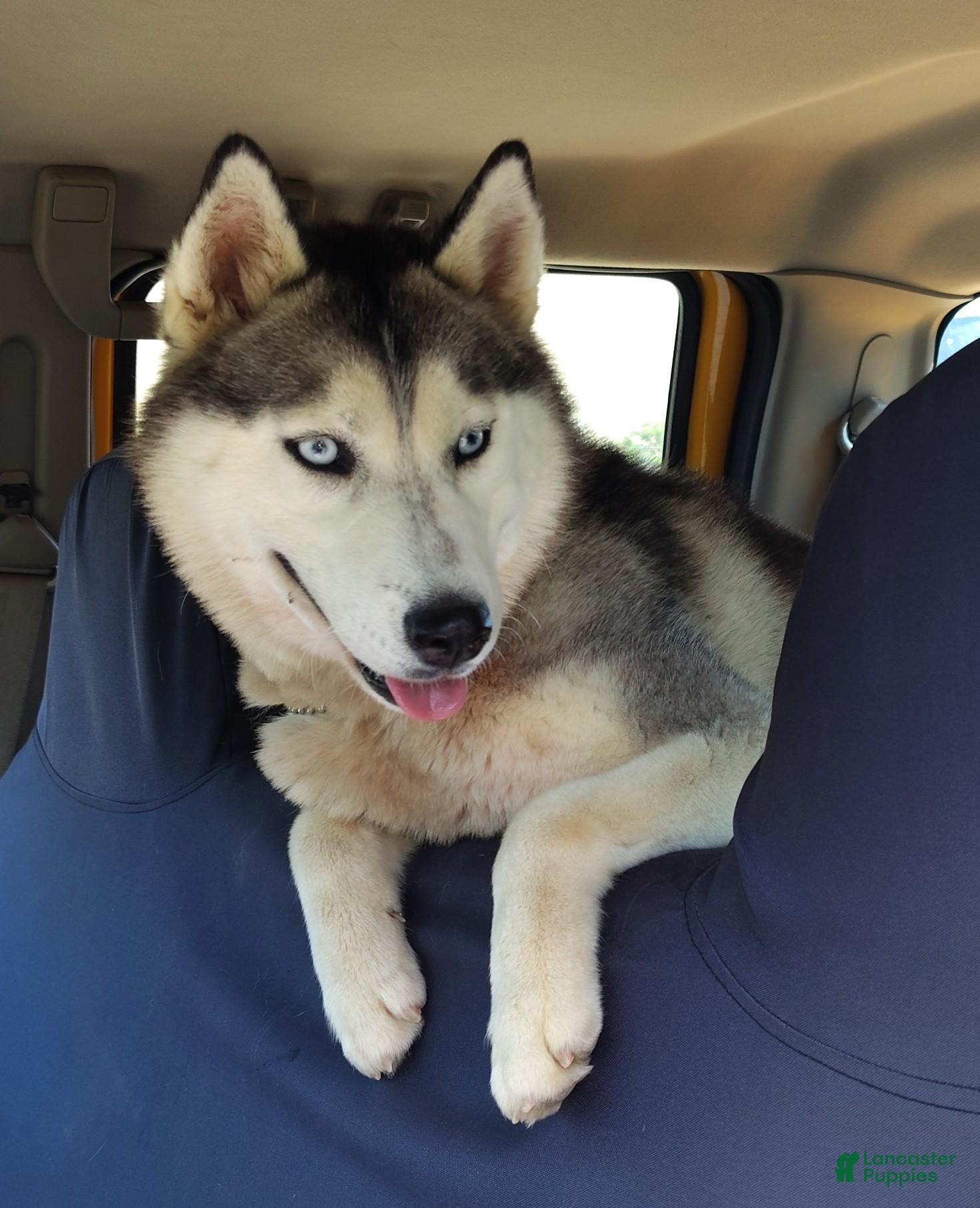 Siberian Husky dogs for sale: puppy 3 - Ad 1