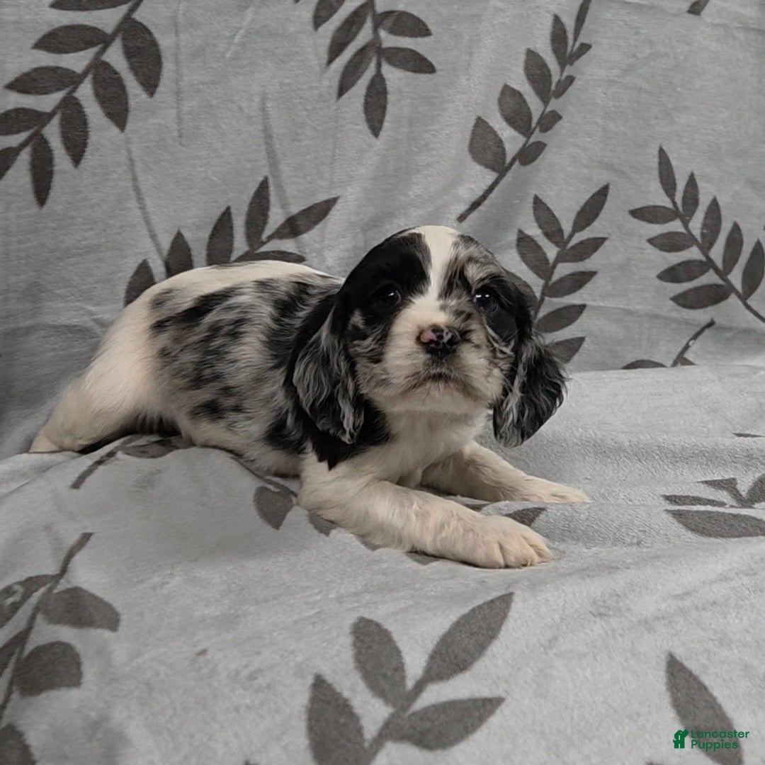 Cocker Spaniel dogs Queen of Hearts - Ad 2