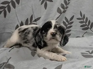 Cocker Spaniel dogs Queen of Hearts - Ad 2