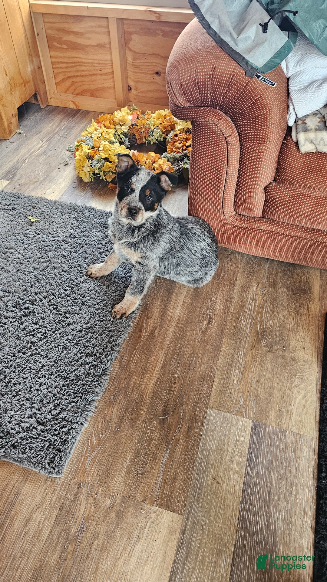 Australian Cattle Dog dogs for sale: Jingles - Ad 5