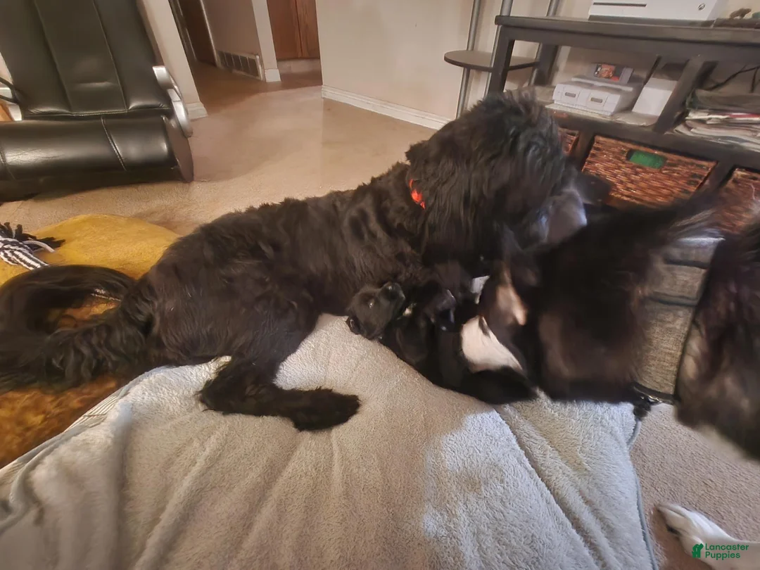 Mixed Breed dogs for sale: Einstein - Ad 14