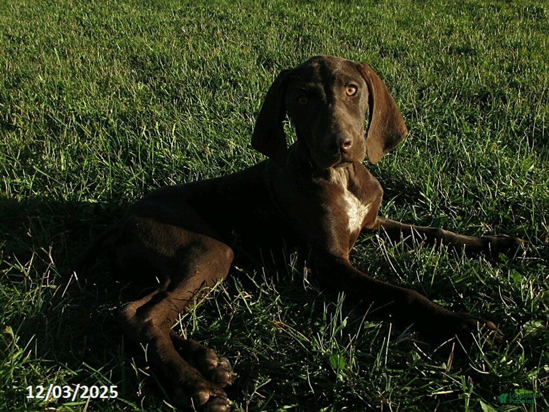 German Shorthaired Pointer dogs for sale: Ruby - Ad 2
