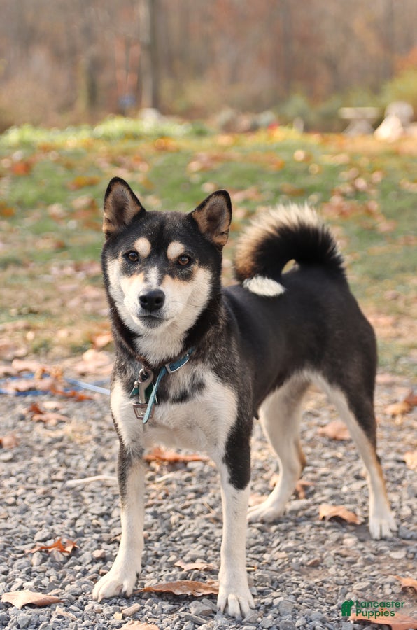 Shiba Inu dogs Trixie - Ad 5