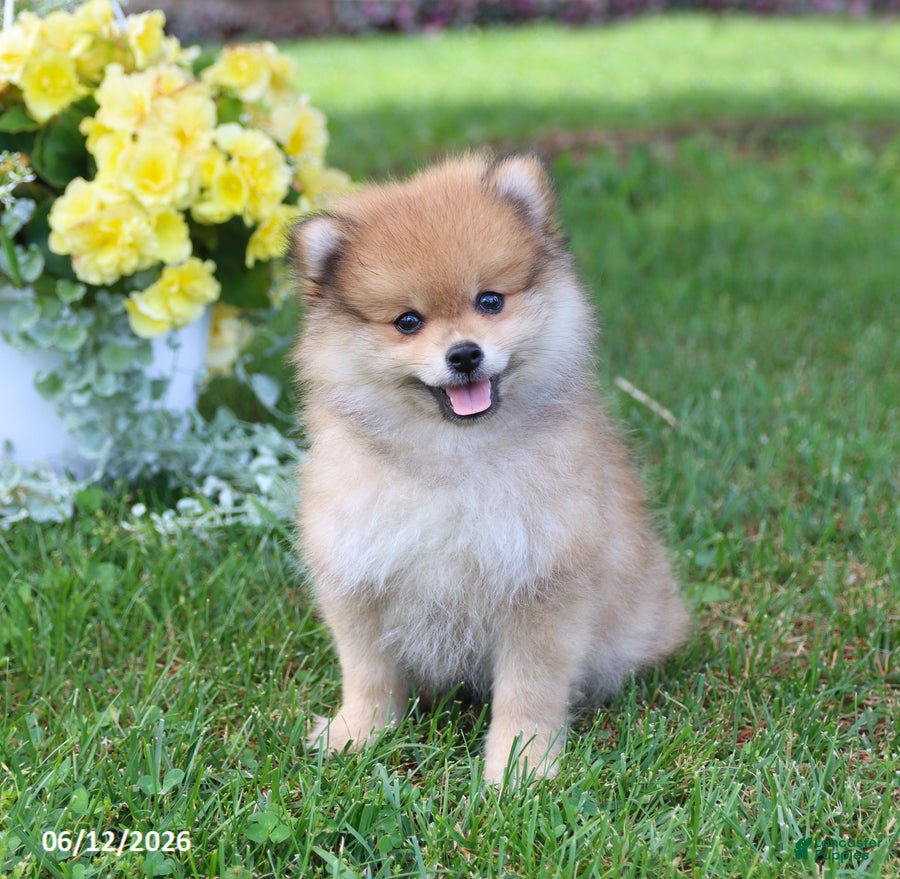 Pomeranian dogs Dusty - Ad 1