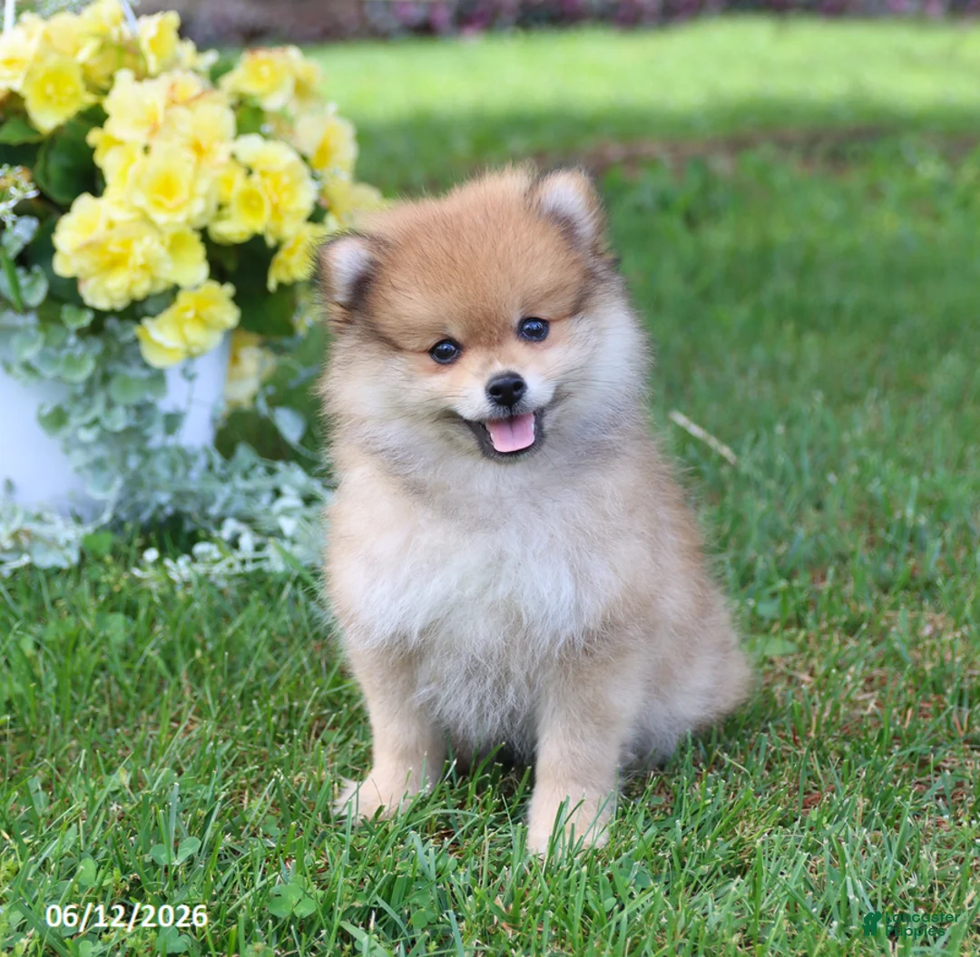Pomeranian dogs for sale: Dusty - Ad 1
