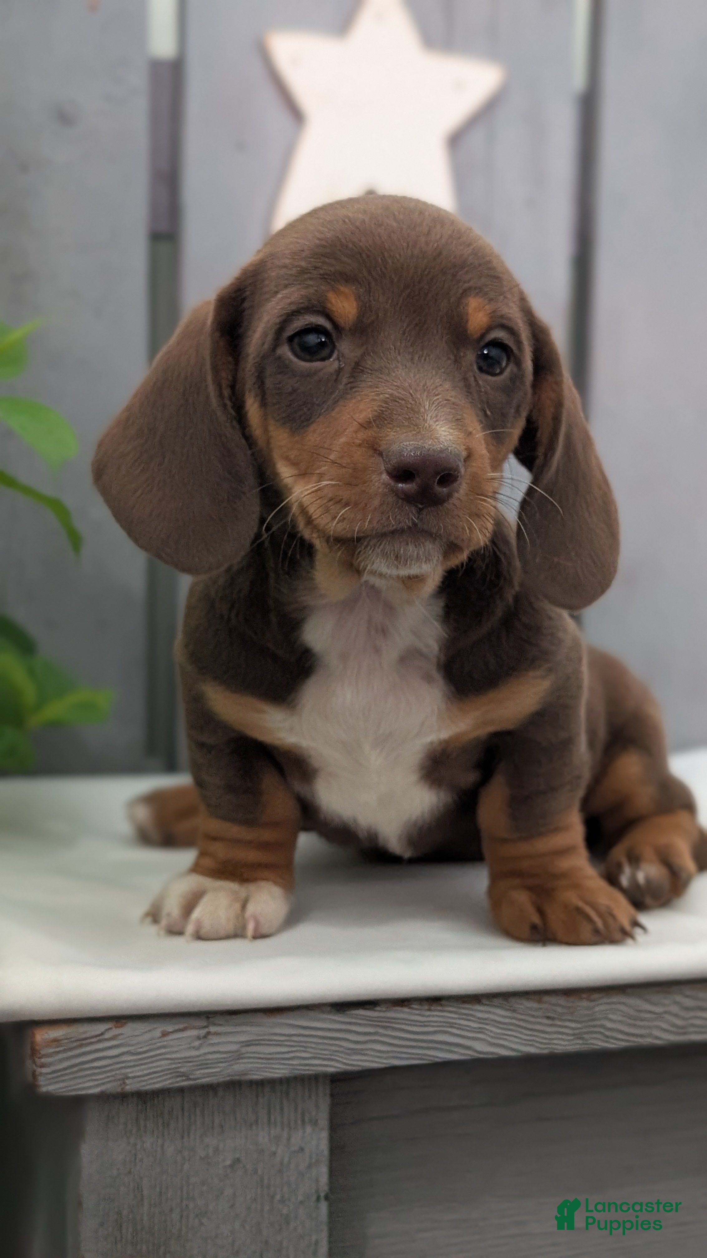 Miniature Dachshund dogs Max - Ad 2