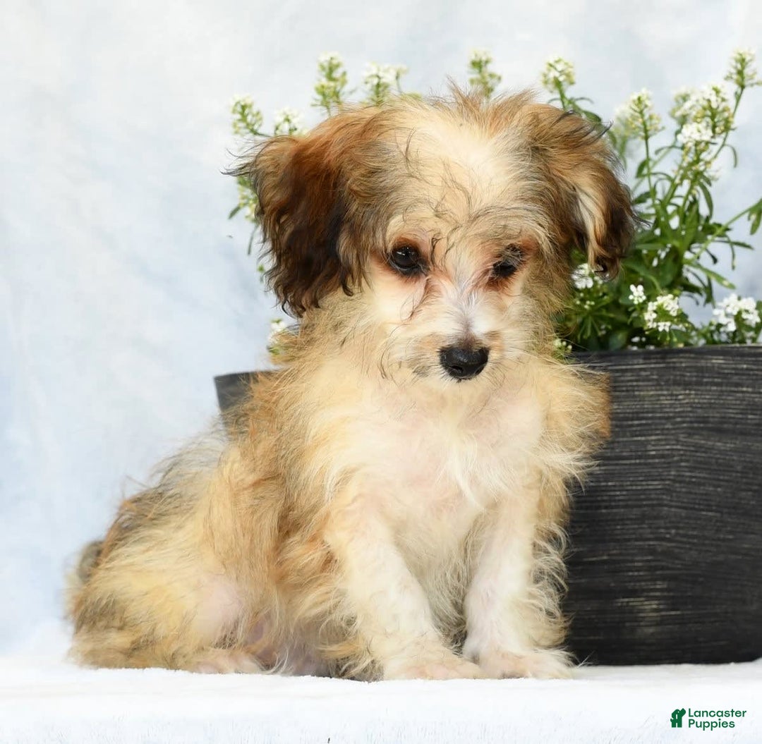 Havapoo dogs for sale: Owen - Ad 7