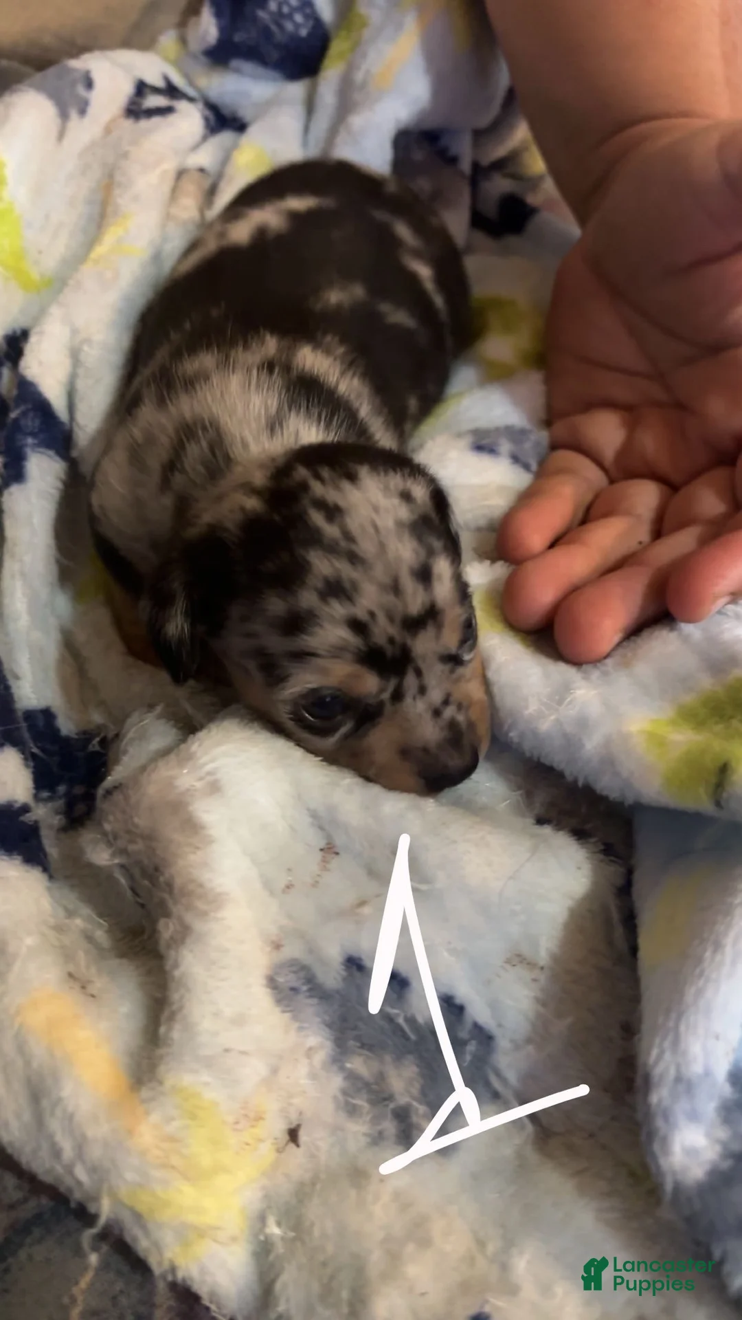 Chiweenie dogs for sale: Chiweenie Puppy 1 - Ad 2