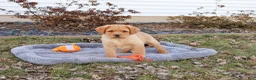Labrador Retriever dogs for sale: Eddie - Ad 6