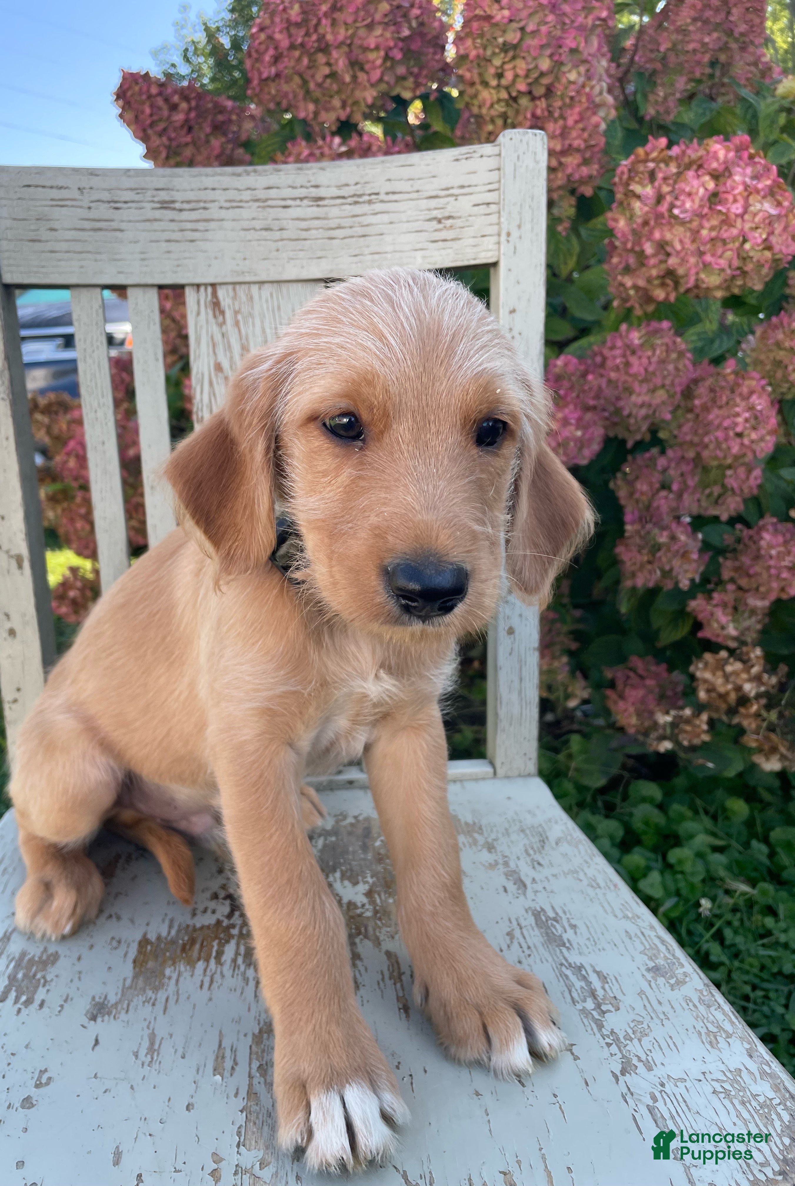 Mixed Breed dogs Peanut - Ad 1