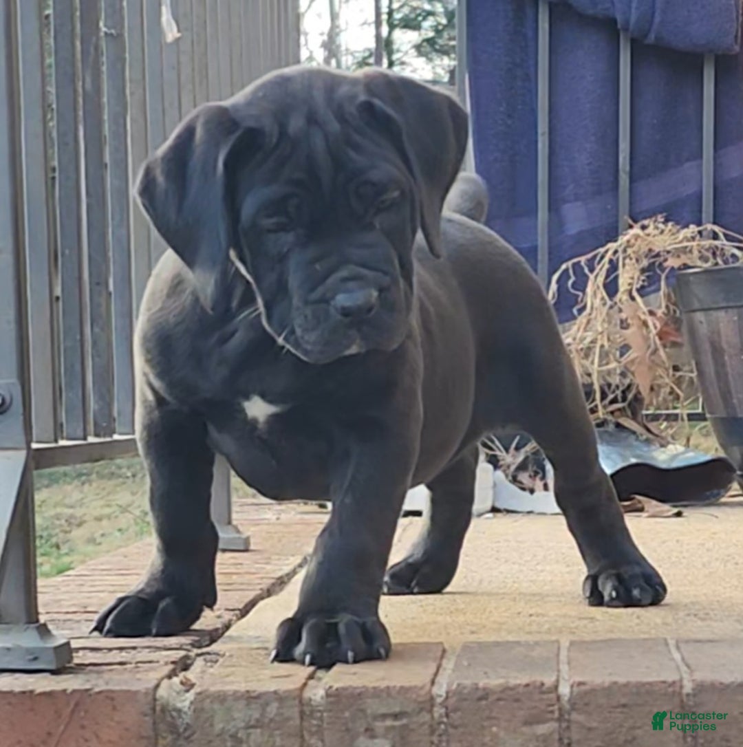 South African Boerboels dogs for sale: Tiger - Ad 9