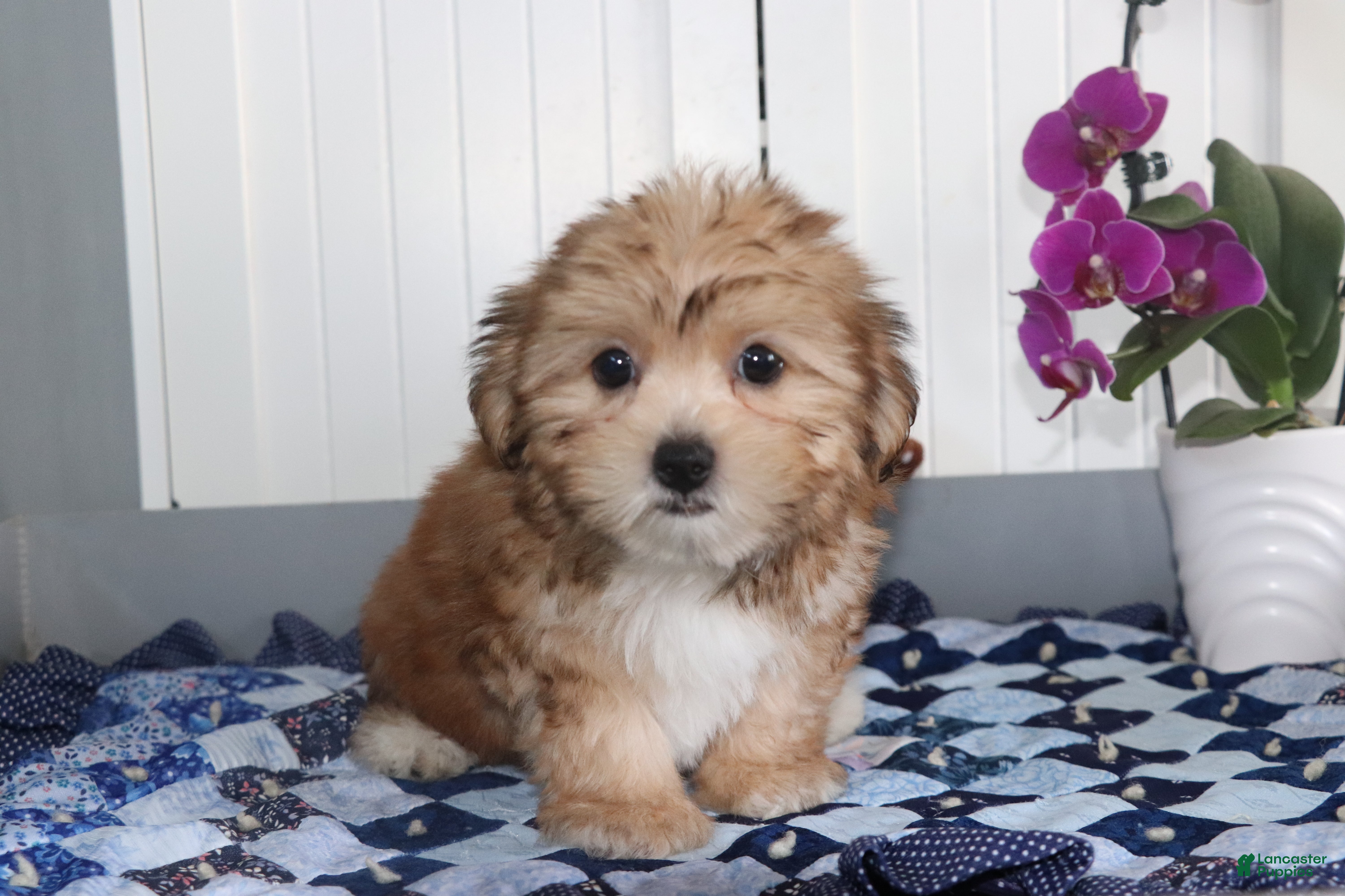 Shorkie dogs Minnie - Ad 1
