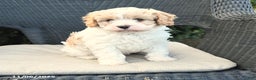 Cavapoo dogs for sale: Carlon - Ad 3