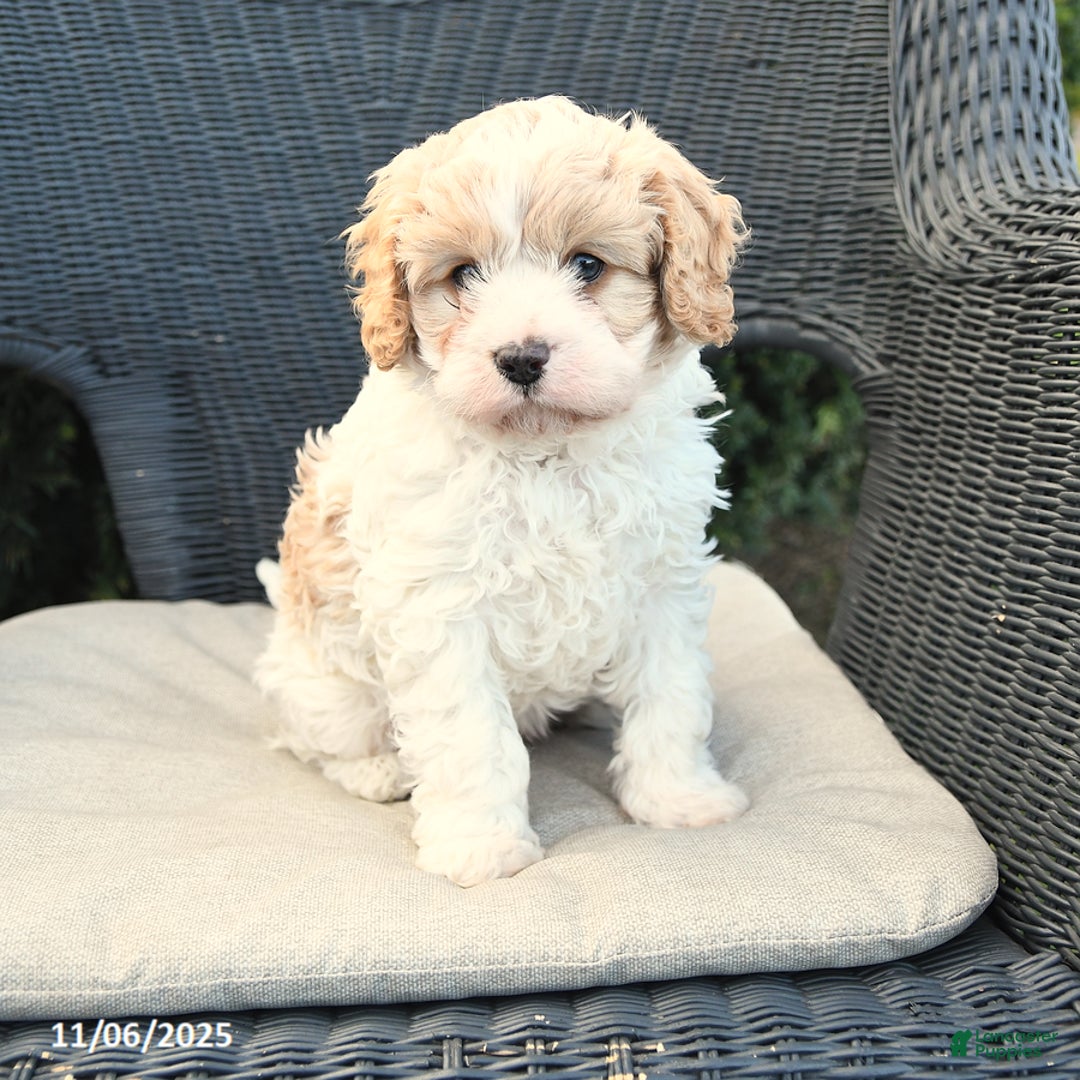 Cavapoo dogs for sale: Carlon - Ad 3