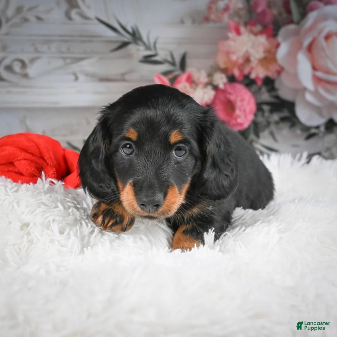 Miniature Dachshund dogs for sale: AKC-Dallas - Ad 8