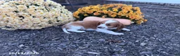 Welsh Springer Spaniel dogs for sale: Luna - Ad 2