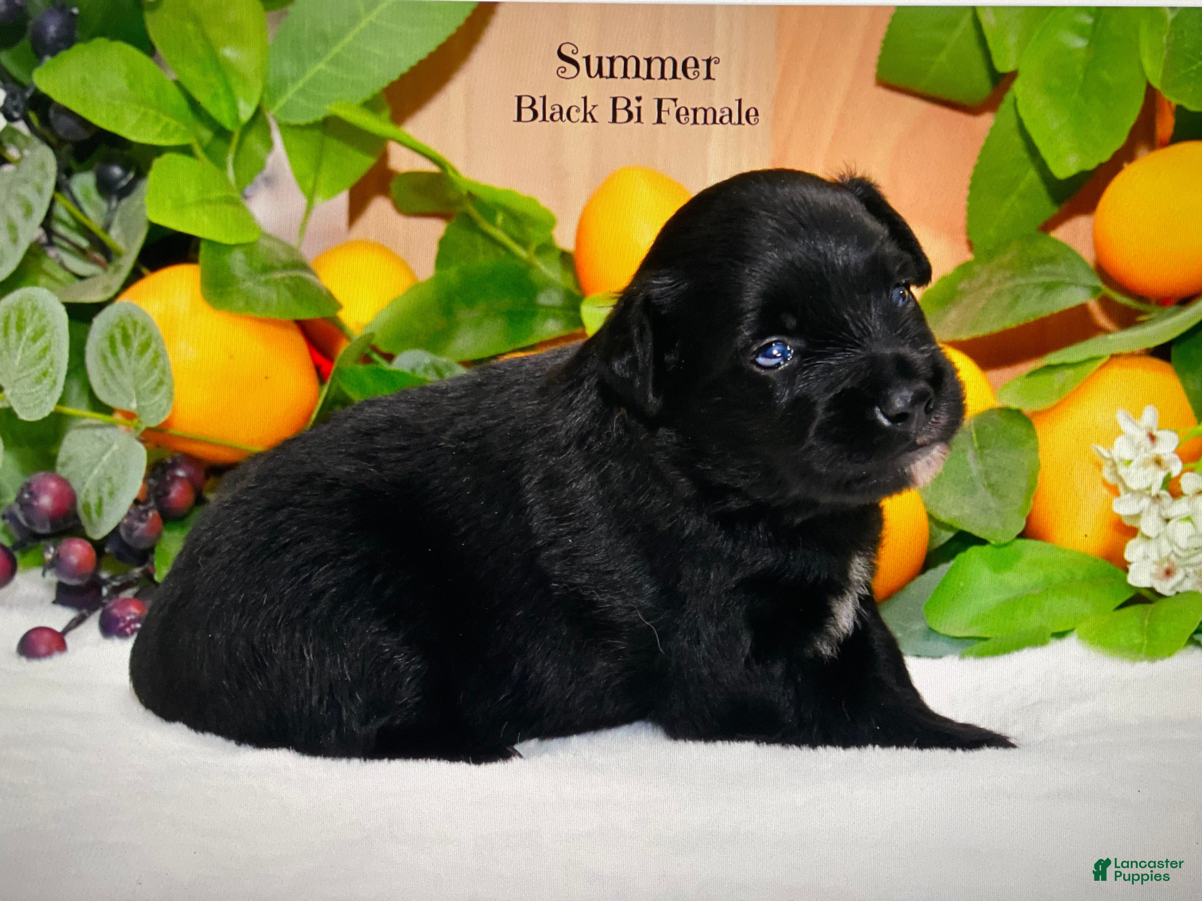 Australian Shepherd dogs for sale: Summer  - Ad 3