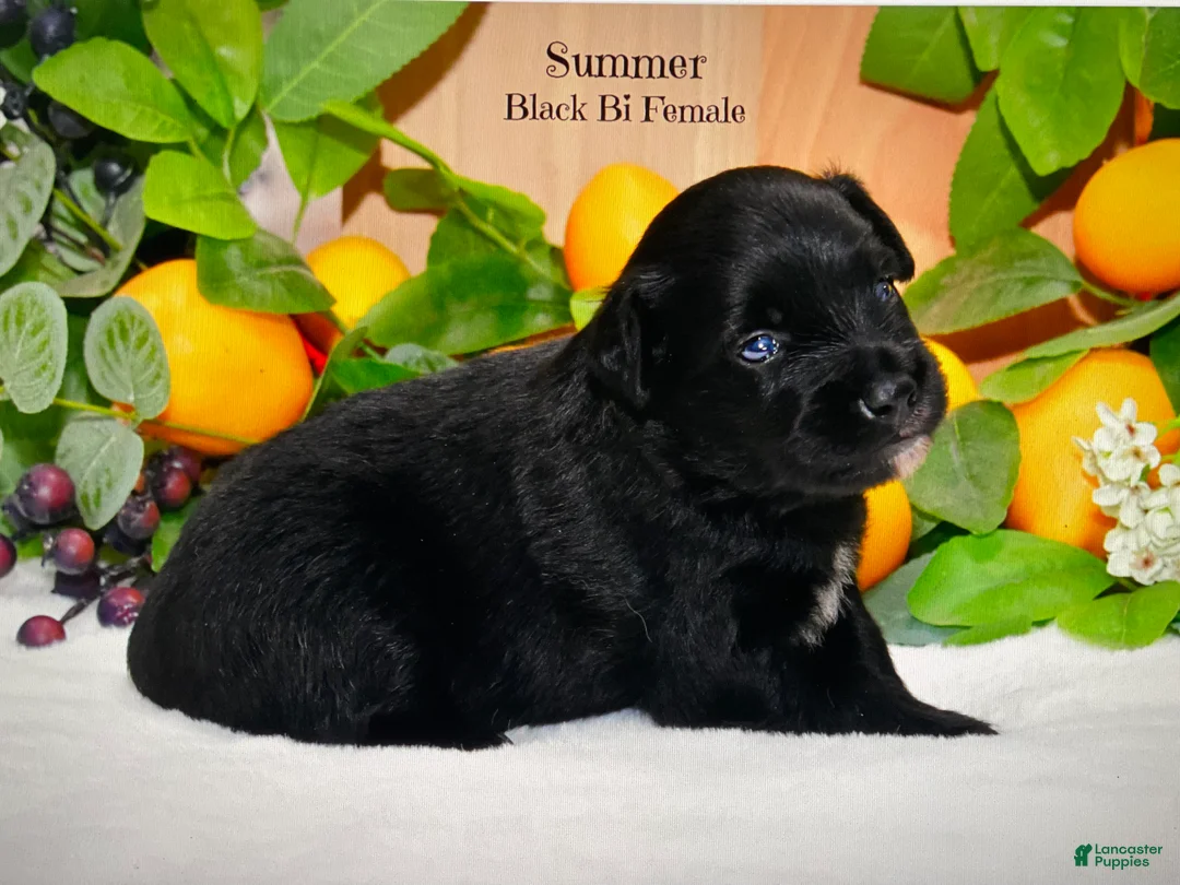 Australian Shepherd dogs for sale: Summer  - Ad 1