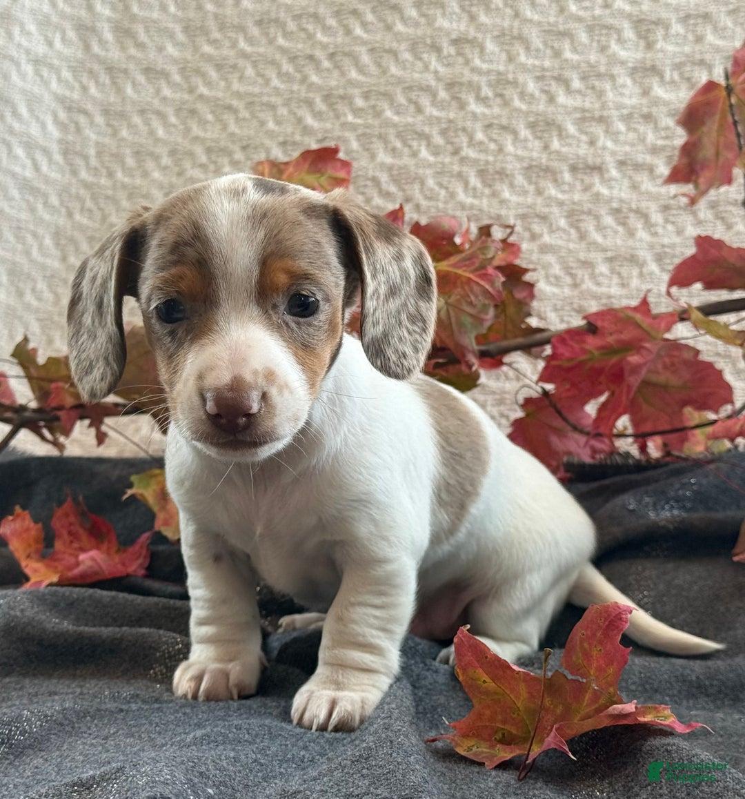 Miniature Dachshund dogs for sale: Freckles  - Ad 3