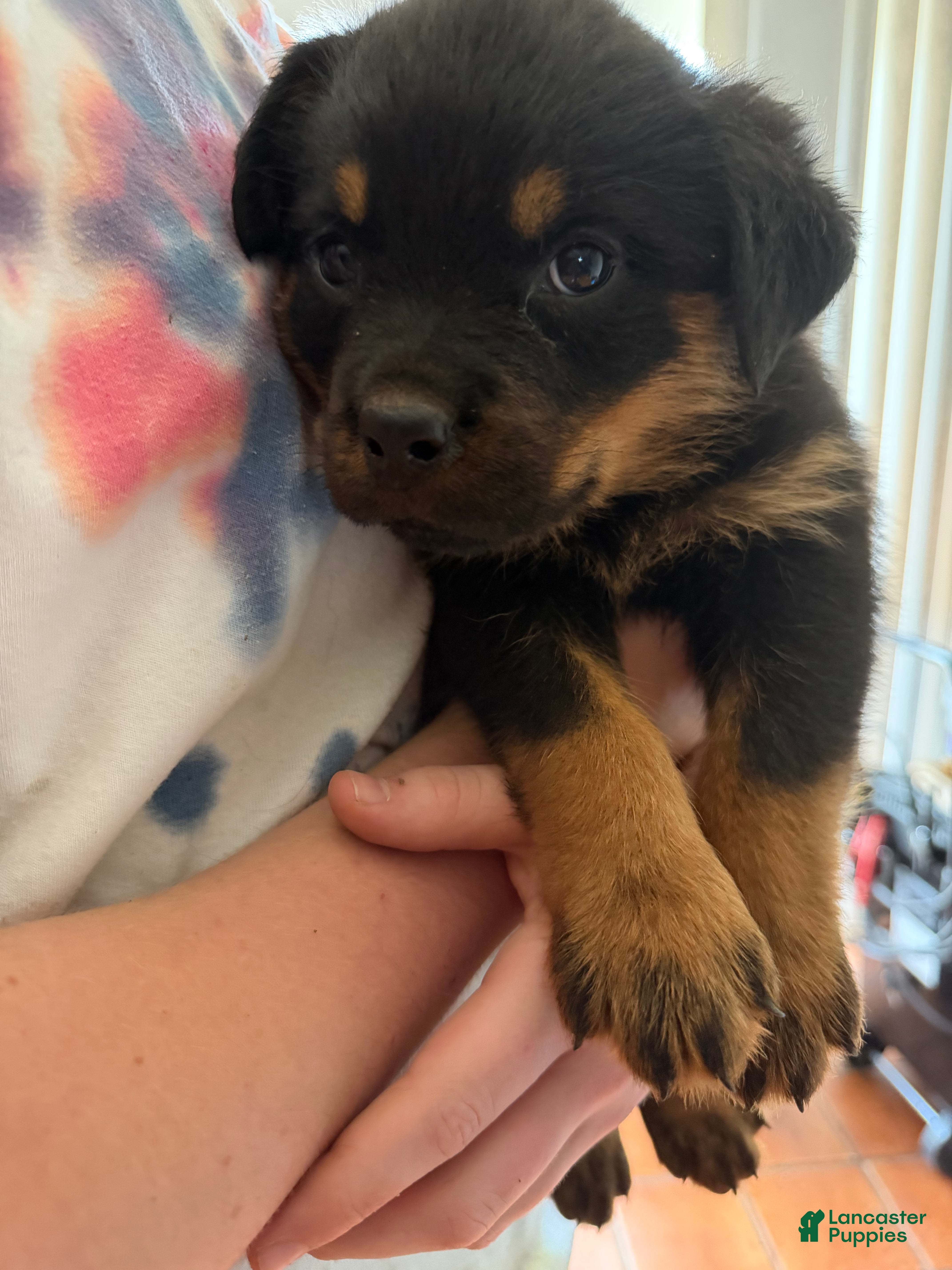Rottweiler dogs Rottweiler Puppy 2 - Ad 2