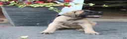 English Mastiff dogs for sale: Lilac - Ad 3