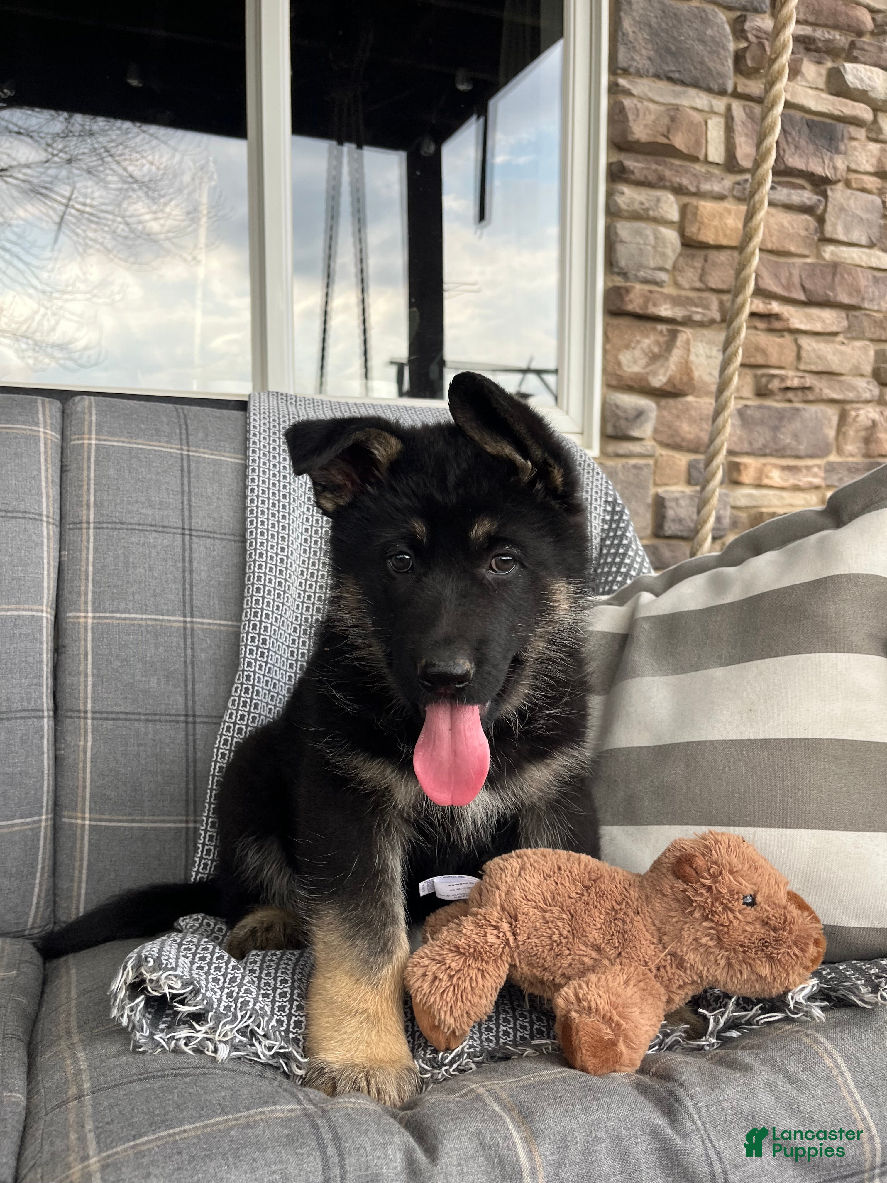 German Shepherd dogs Atlas  - Ad 1