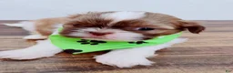 Shih Tzu dogs for sale: Leo - Ad 4
