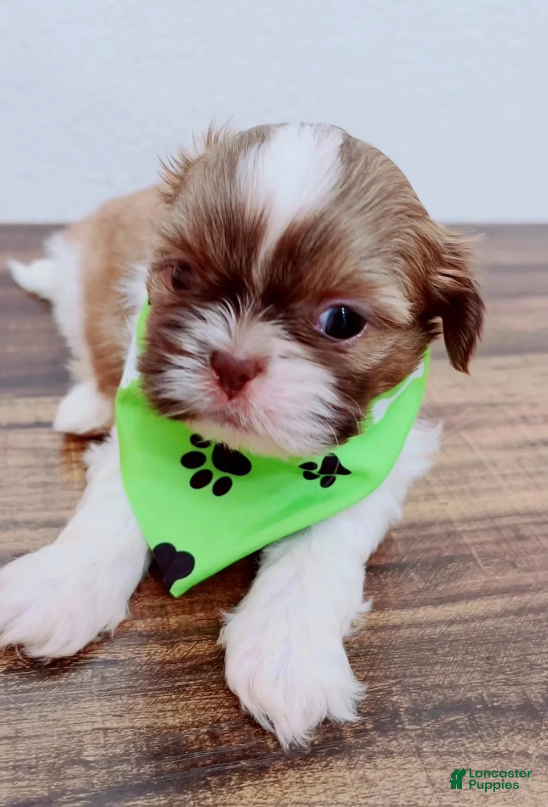 Shih Tzu dogs for sale: Leo - Ad 4