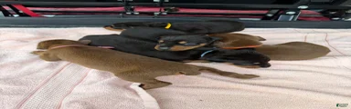 Doberman Pinscher Puppy 4