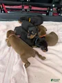 Doberman Pinscher Puppy 4