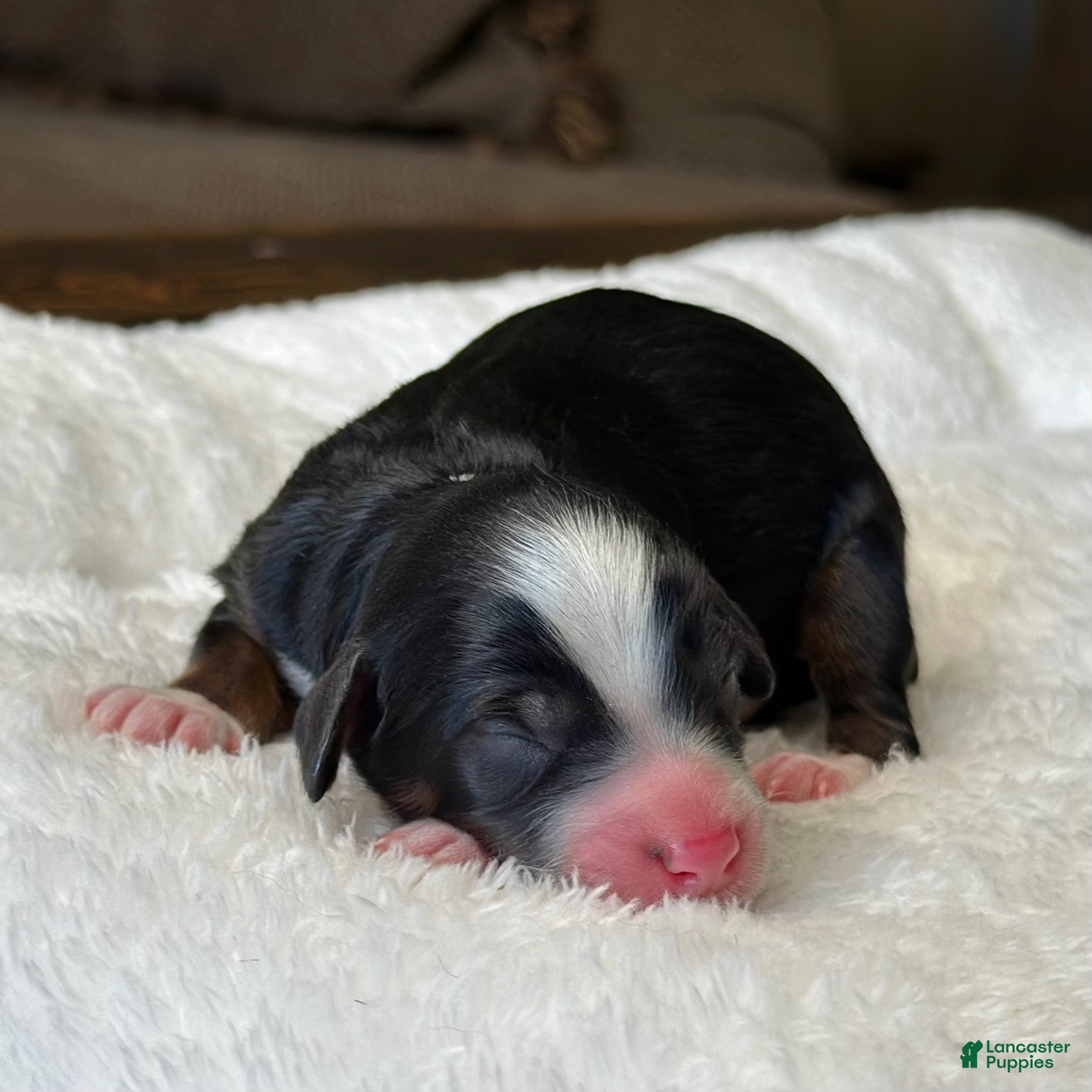 Mixed Breed dogs Tricolor Micro Mini - Ad 2