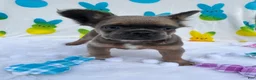 French Bulldog dogs for sale: Stewie - Ad 4