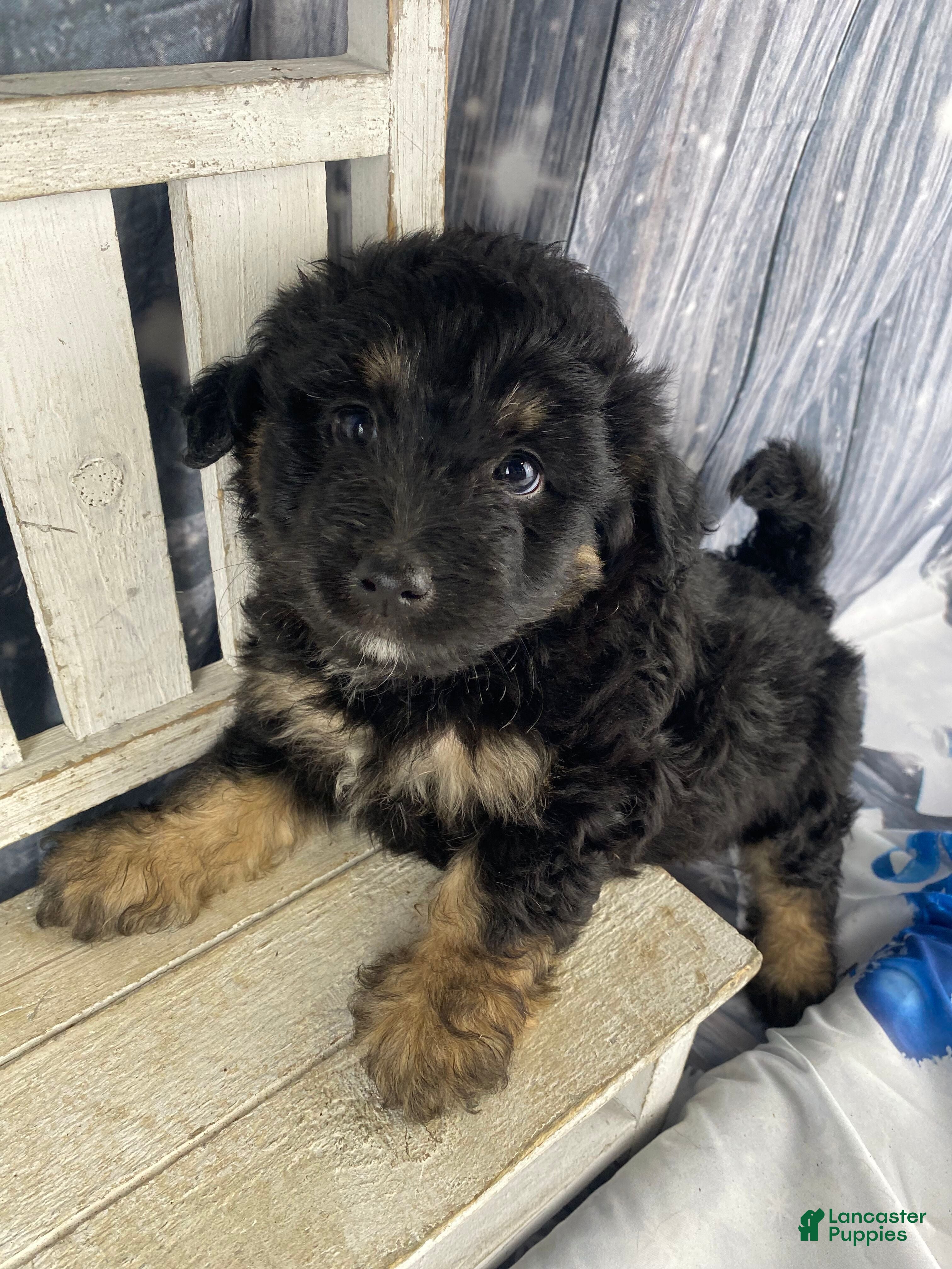 Mini Aussiedoodle dogs Isaiah - Ad 11
