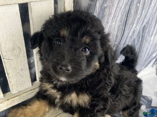 Mini Aussiedoodle dogs Isaiah - Ad 12
