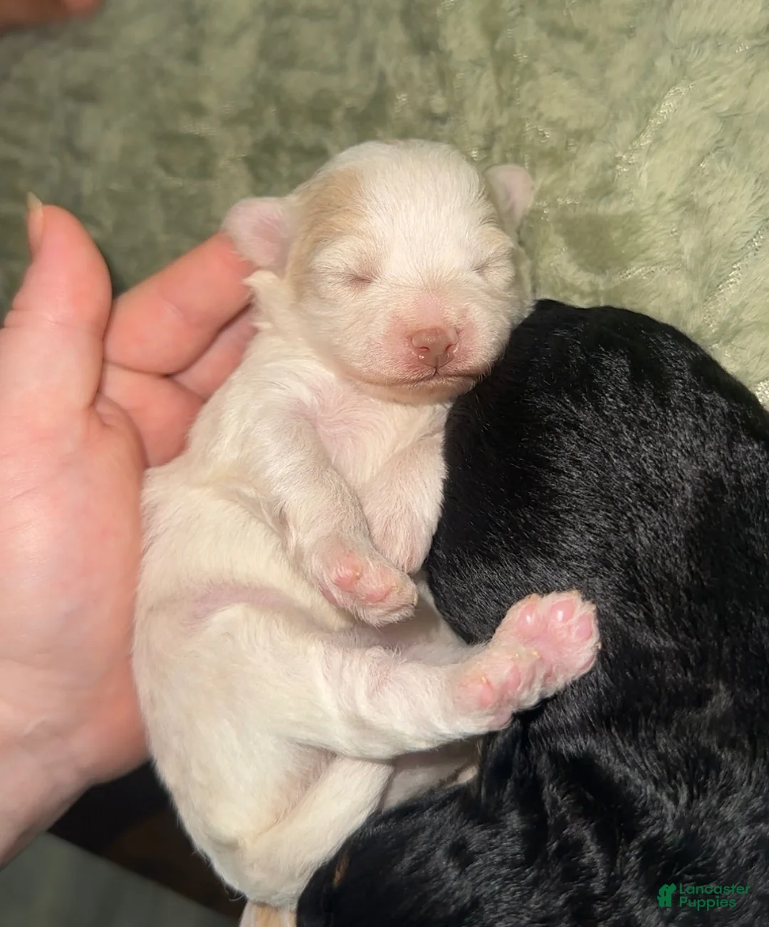 Pomapoo dogs for sale: Pomapoo 1 - Ad 2
