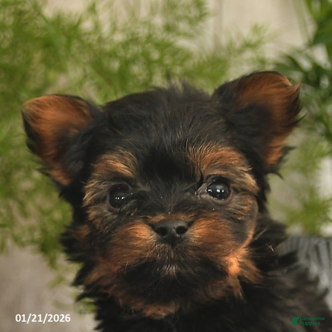 Yorkshire Terrier dogs for sale: Sprinkle  - Ad 5