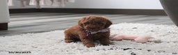 Toy Poodle dogs for sale: Paige - Ad 13
