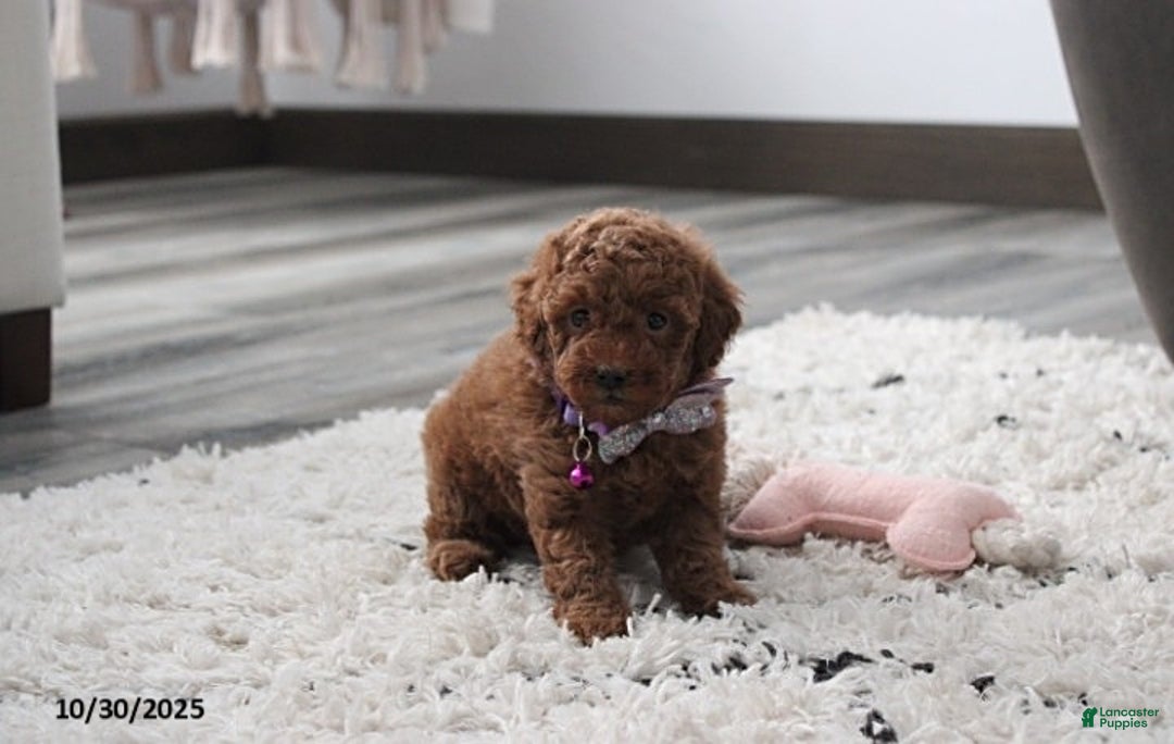 Toy Poodle dogs for sale: Paige - Ad 13