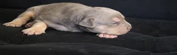 American Bully dogs for sale: Memphishttps://www.youtube.com/watch?v=G_Df_ymd1wQ&t=53s - Ad 9