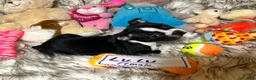 Boston Terrier dogs for sale:  LuLu - Ad 4