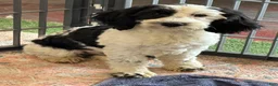Labradoodle dogs for sale: Oreo - Ad 7