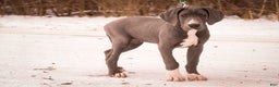 Great Dane dogs for sale: Liberty - Ad 7