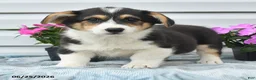 Welsh Corgi Pembroke dogs for sale: Jasper - Ad 4