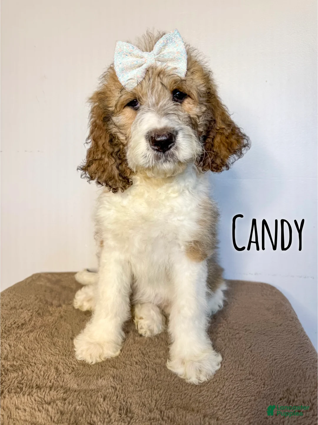 Saint Berdoodles dogs for sale: Candy - Standard F1b - Ad 1