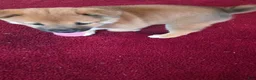 Shiba Inu dogs for sale: Fawn Male - Ad 6