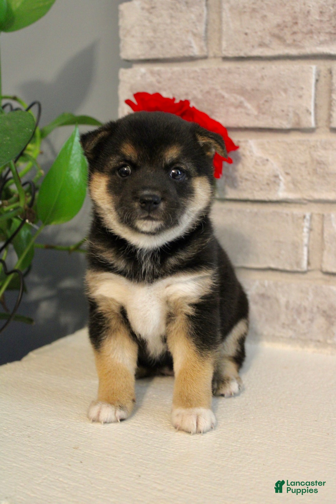 Shiba Inu dogs for sale: Shelby - Ad 9