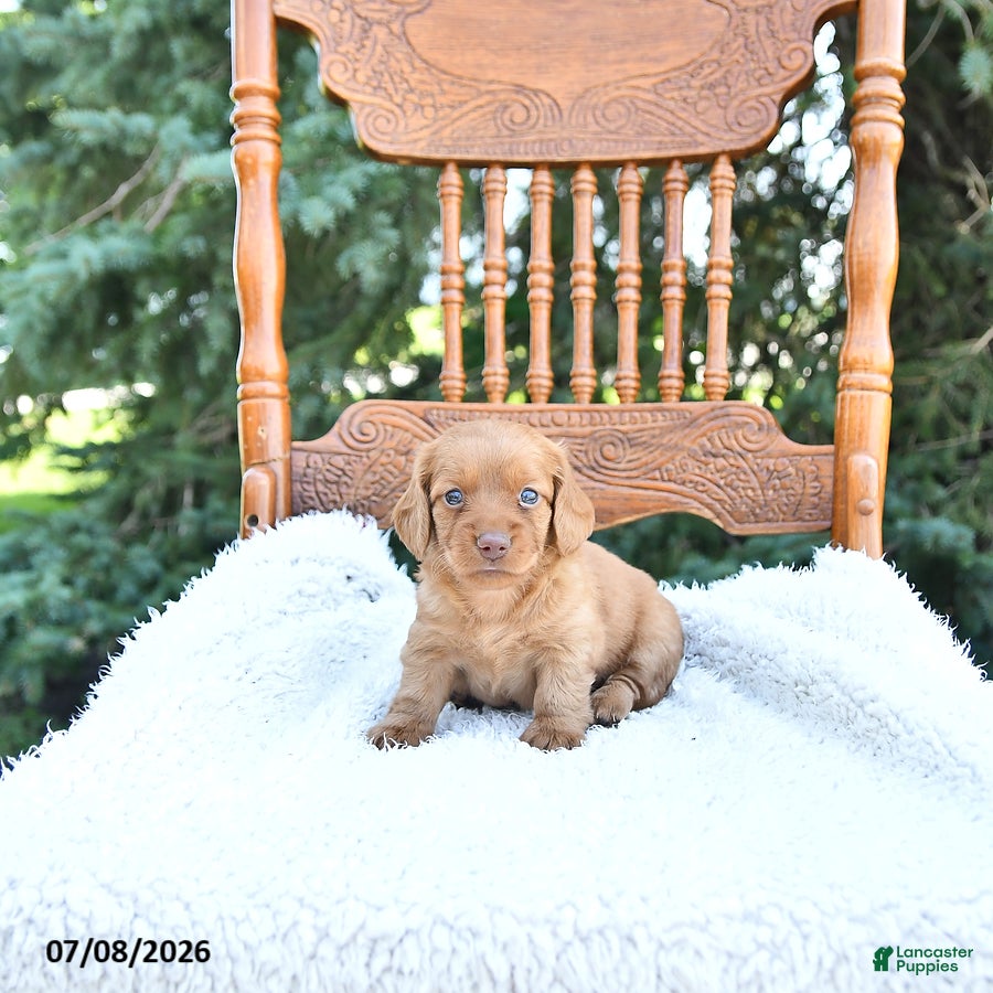 Miniature Dachshund dogs Kade - Ad 1