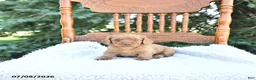 Miniature Dachshund dogs for sale: Kade - Ad 1